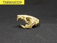 藏品(囓齒目頭骨)的圖片